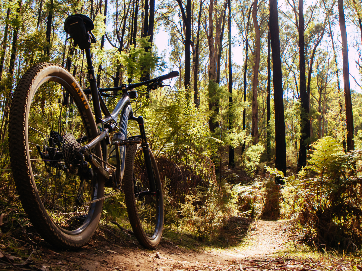 A mountain bike on a forest trail surrounded by tall trees and lush greenery under a sunlit sky.